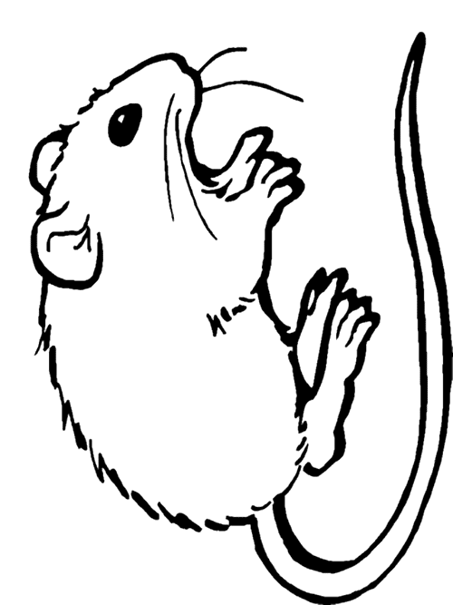 500x667 Best Gerbil Clipart