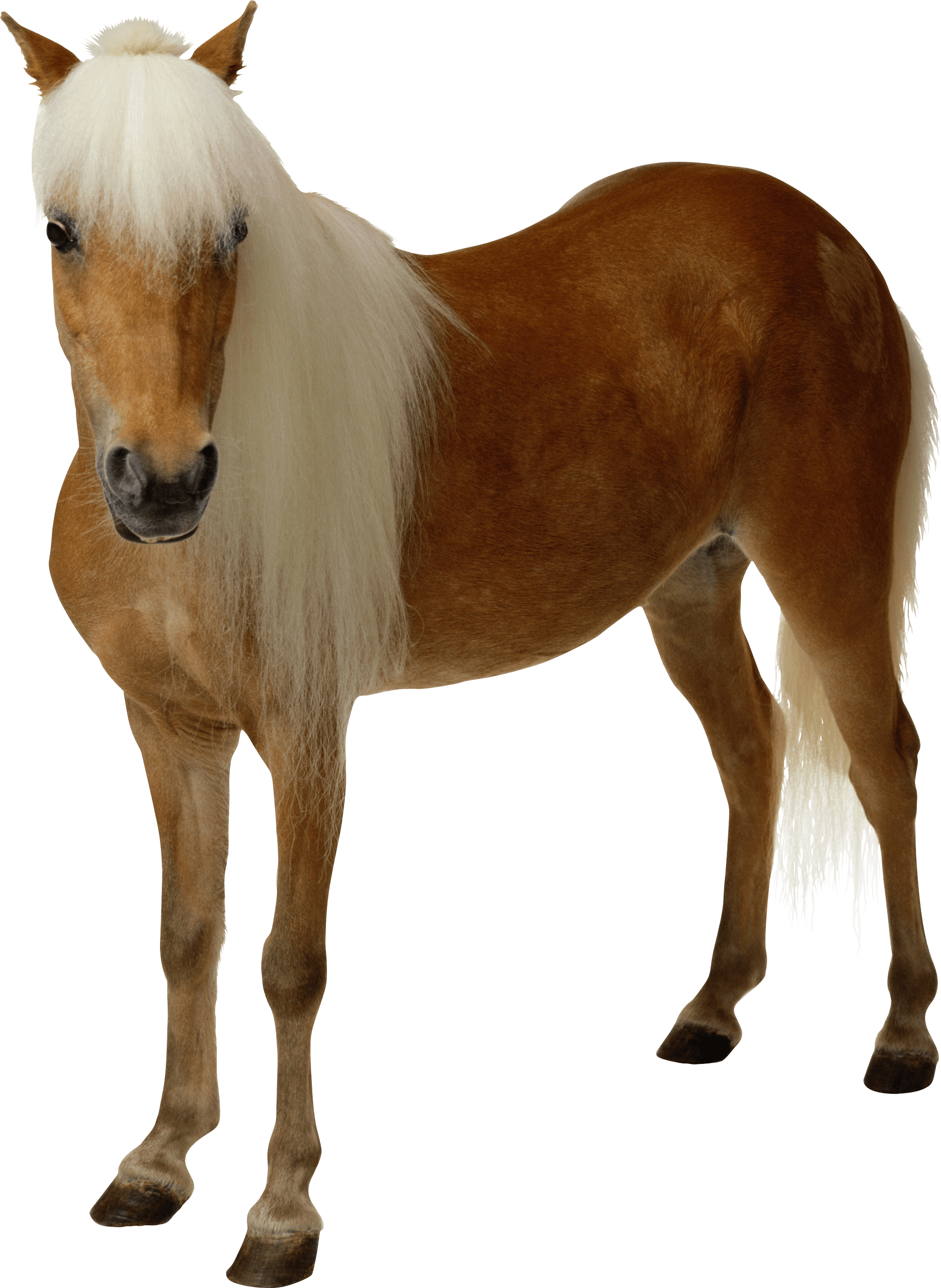 2070x2834 Download Clipart Brown Horse Png Image Download Picture