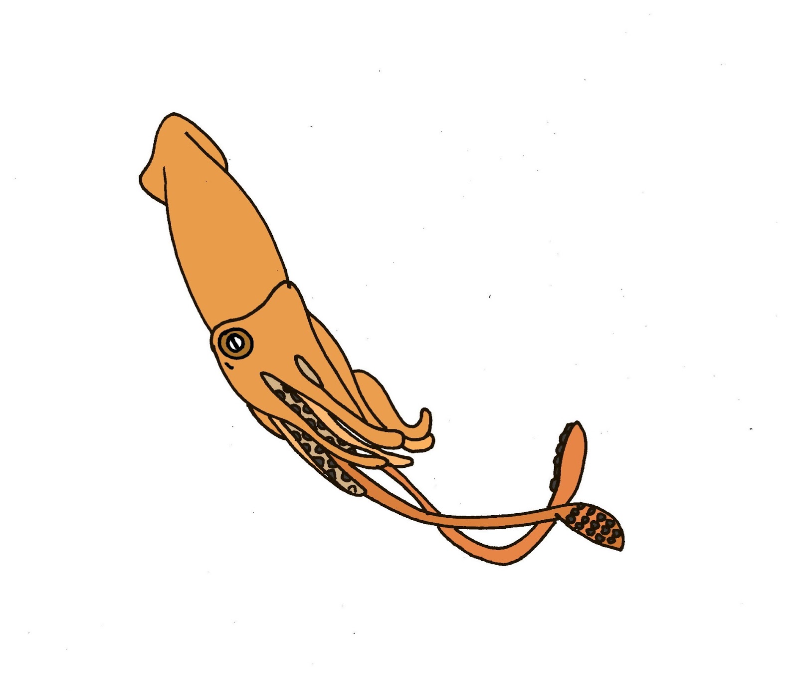 1600x1384 Best Squid Clipart