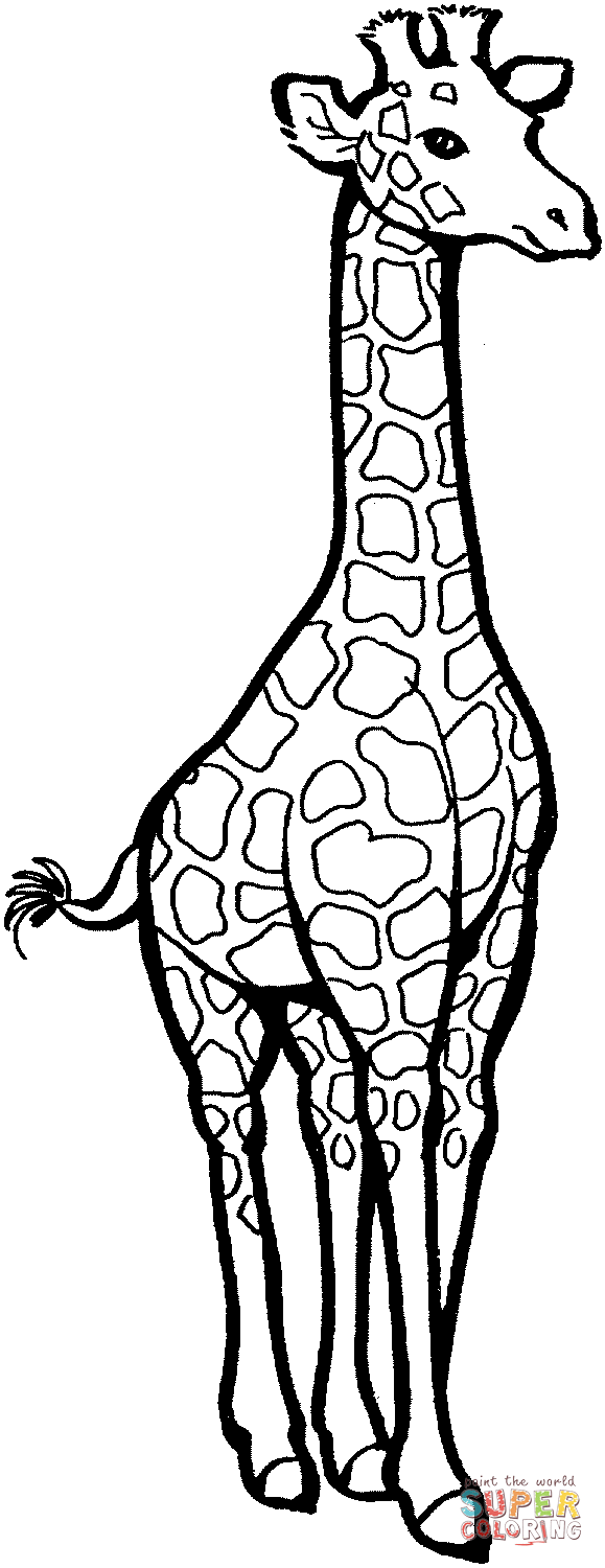 579x1500 Giraffe Clipart Colouring Page