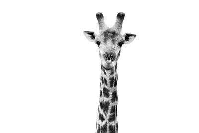 400x267 Giraffes Black And White Photography, Posters And Prints