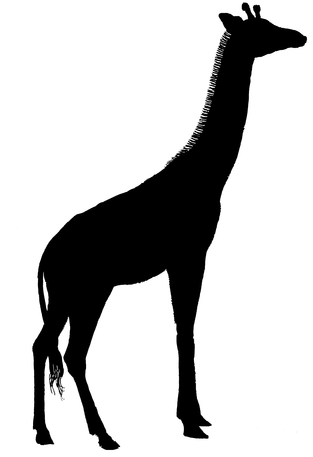 1022x1492 Best Giraffe Silhouette