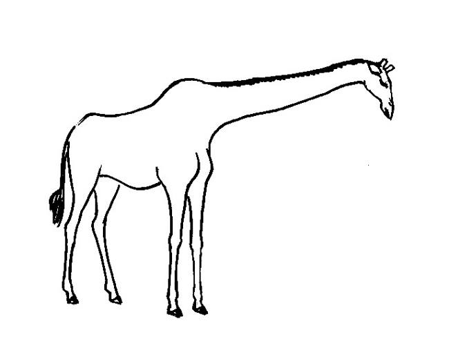 650x517 Giraffes Coloring Pages