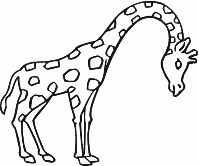 640x536 Coloring Pages Giraffes Line Drawings Online Coloring Pages