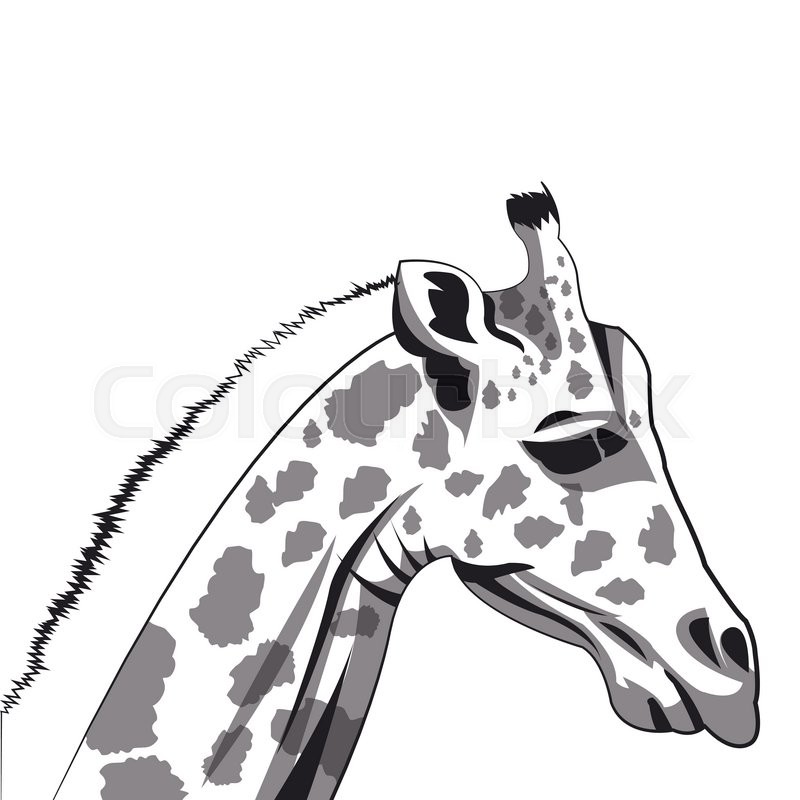 800x800 Flat Design Giraffe Drawing Icon Vector Illustration Stock