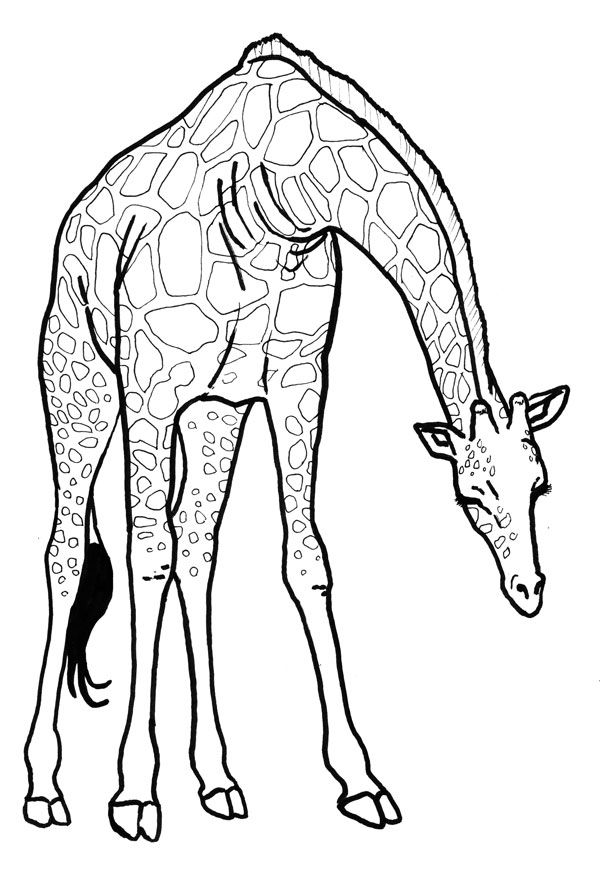 Giraffe Line Drawing | Free download on ClipArtMag