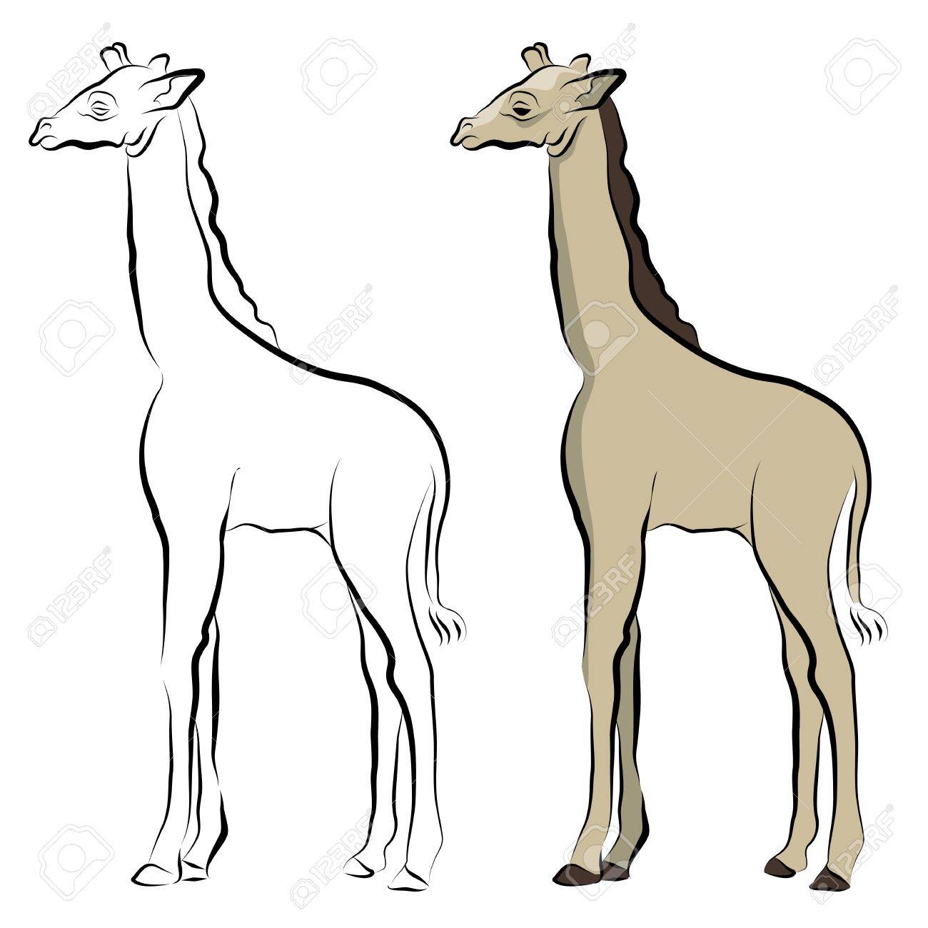 1300x1300 An Image Of A Giraffe Line Drawing. Royalty Free Cliparts, Vectors