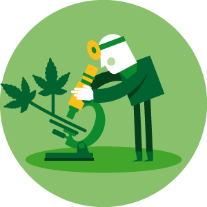 300x300 Grow Your Own Girl Scout Cookies Weed