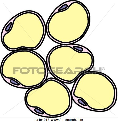 450x470 Fat Cells Clipart