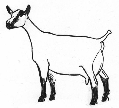 501x457 Goat Clipart
