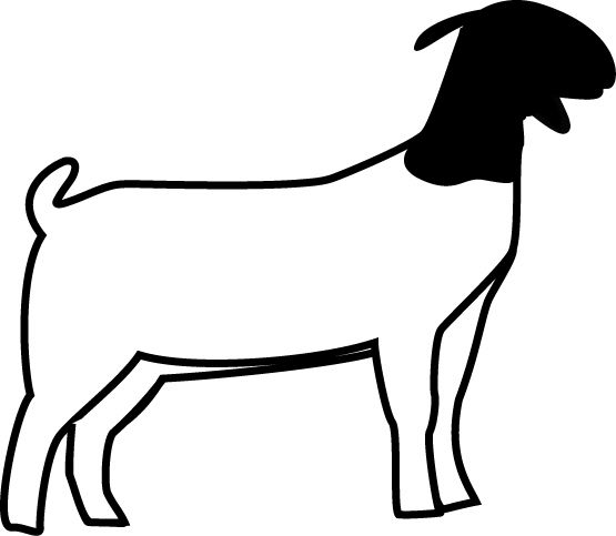 555x483 Show Goat Clip Art