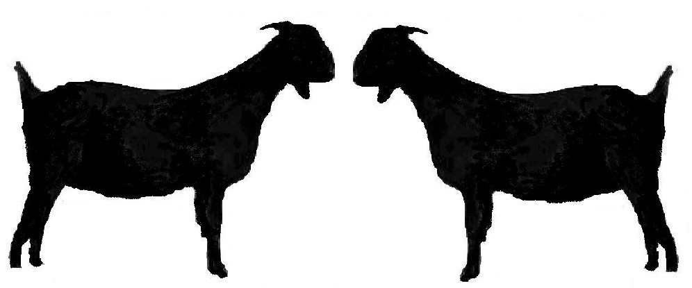 996x415 Graphics For Boer Goat Graphics