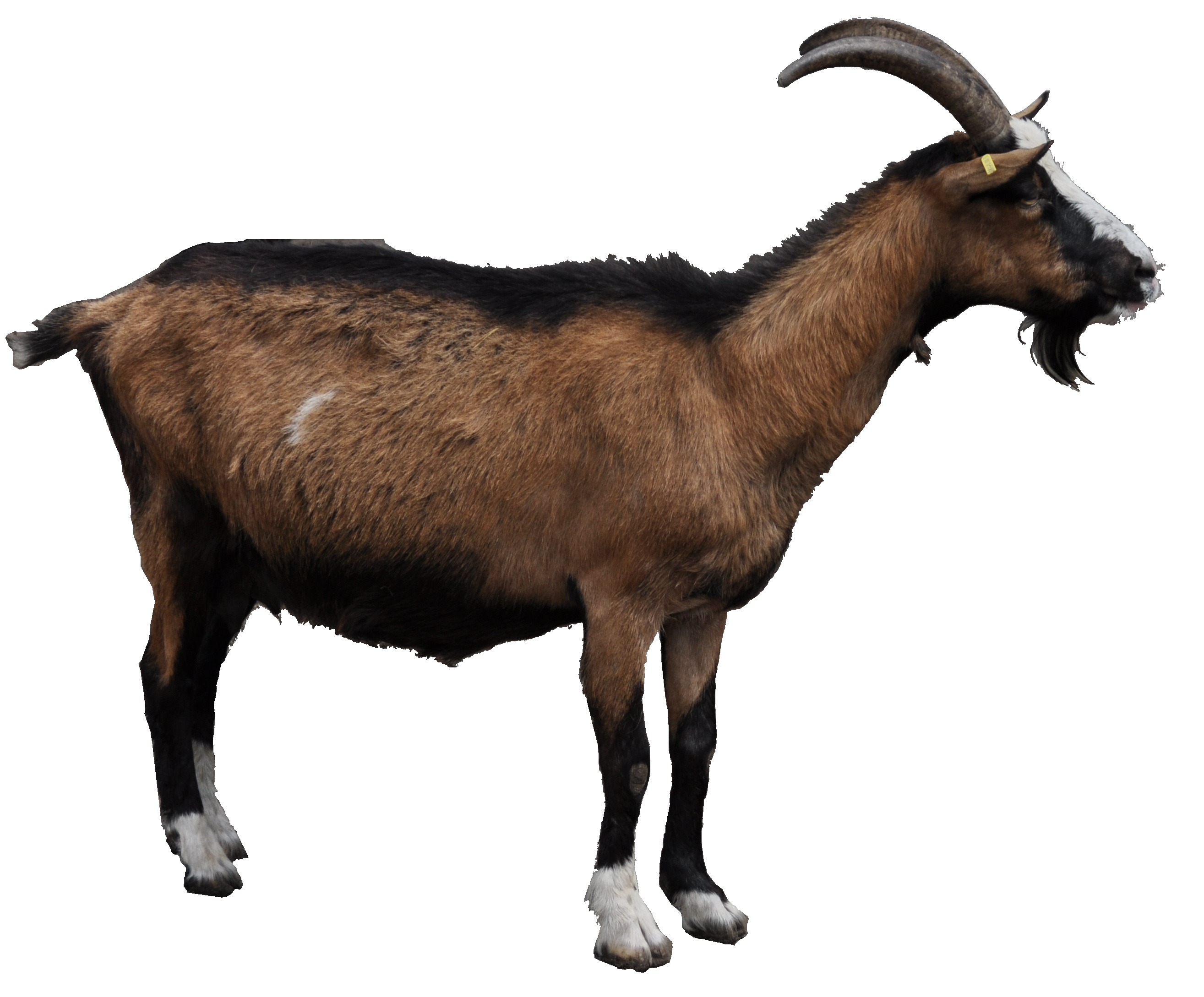 2629x2178 Download Goat Free Png Photo Images And Clipart Freepngimg