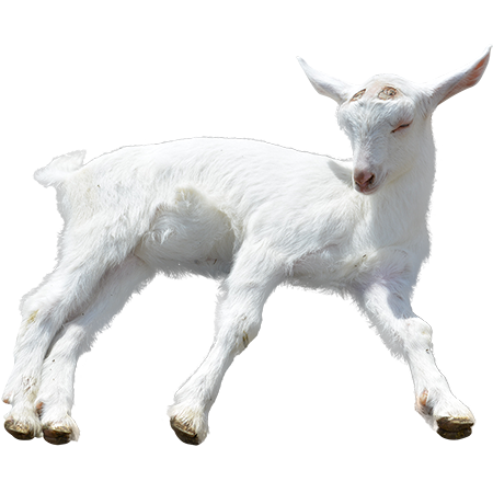 450x450 Goat Png Transparent Goat.png Images. Pluspng