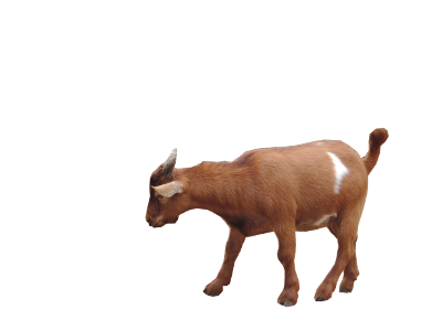 400x300 Goat Png Images Free Download, Goat Png