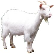 180x180 44 Best Stickers Images Phone Case, Car Decals