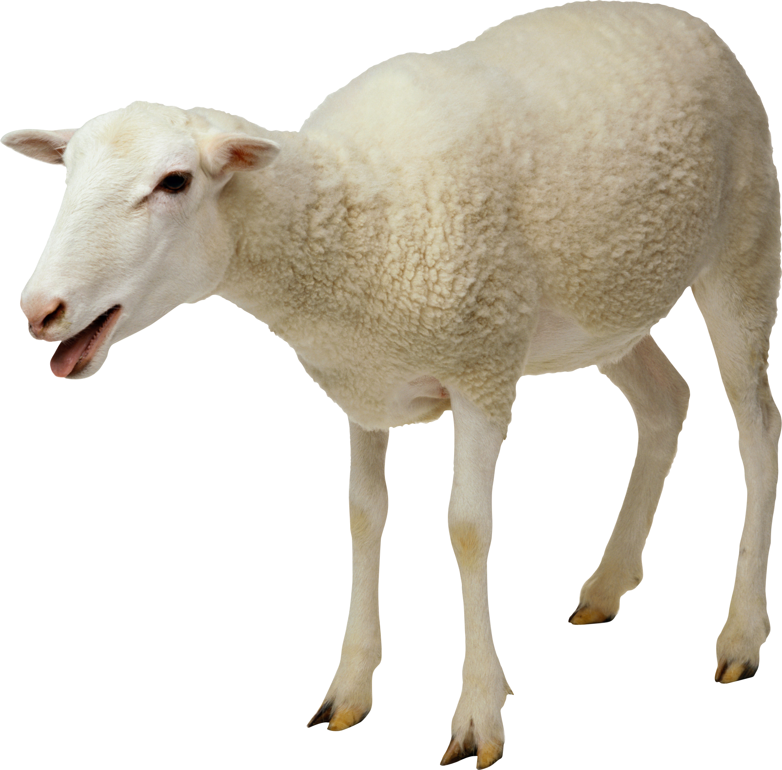 2497x2458 Sheep Png Image, Free Download