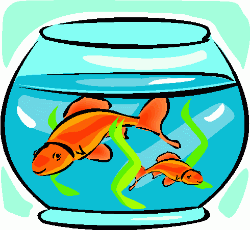 Gold Fish Clipart