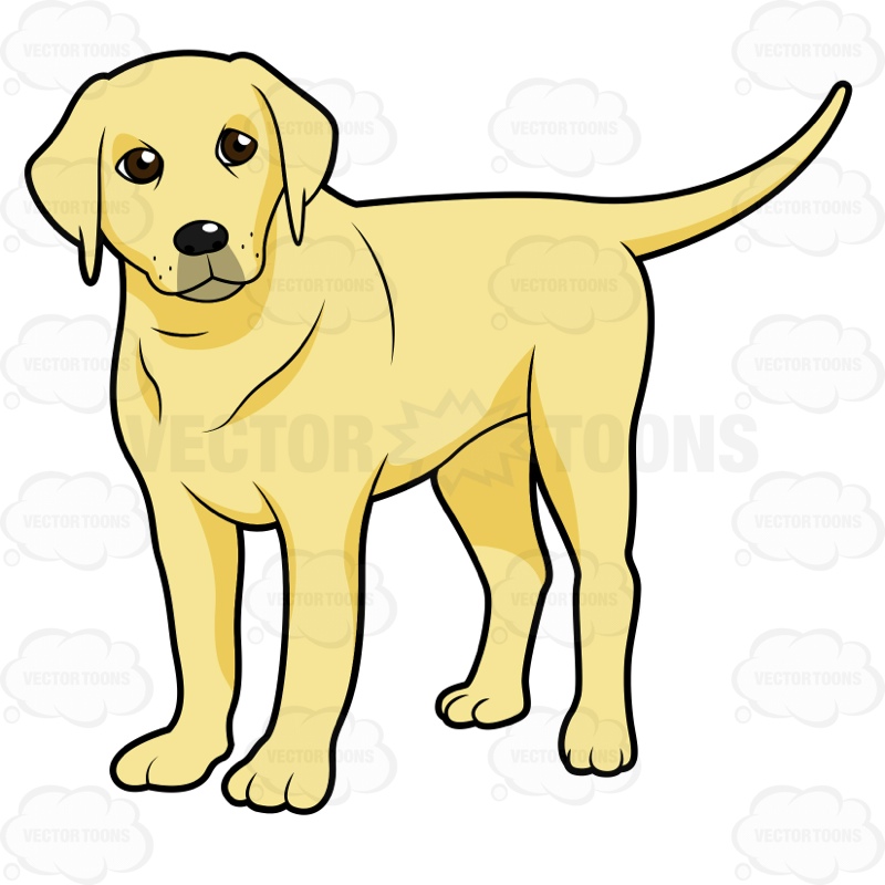 800x800 Golden Retriever Clipart Yellow Lab