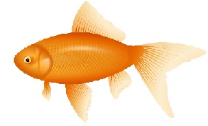 303x183 Free Goldfish Clipart