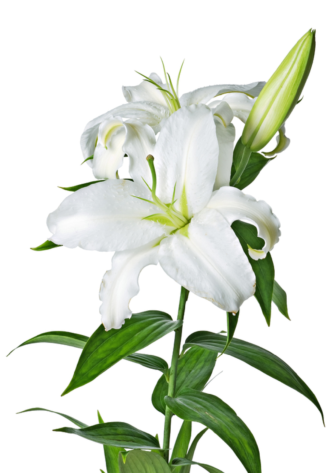 1121x1588 Flower Clipart White Lily