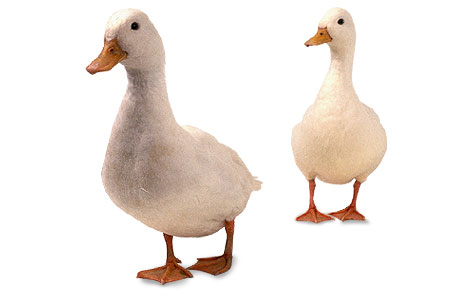 464x298 Goose Clip Art Clipart Image
