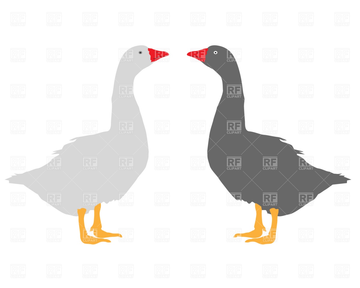 1200x960 Poultry, Goose Royalty Free Vector Clip Art Image