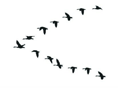 413x310 Flock Of Birds Clipart Goose