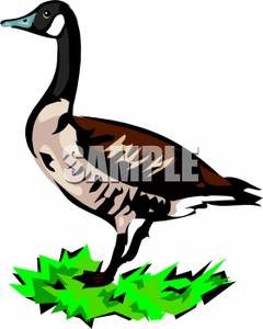 240x300 Goose In Grass