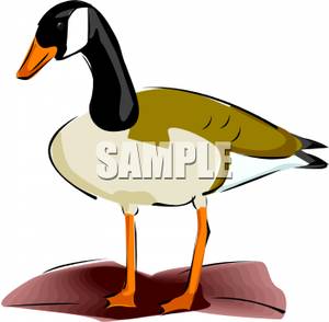 300x294 Common Canada Goose Royalty Fr