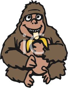 233x300 Free Clipart Image A Gorilla Eating A Banana