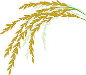 170x148 Rice Grain Clip Art
