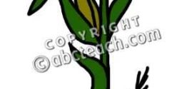 272x125 Grain Clipart Corn Stalk Bundle