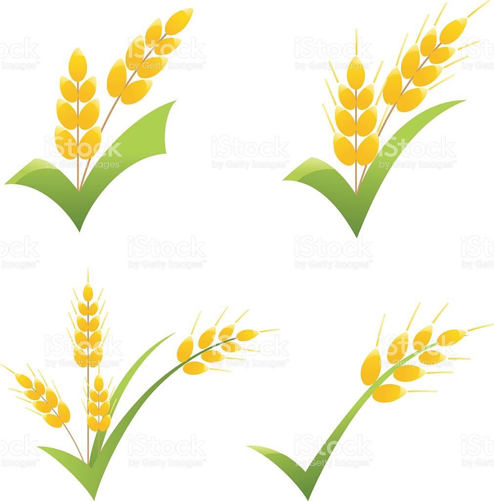 1011x1024 Grain Clipart Wheat Plant