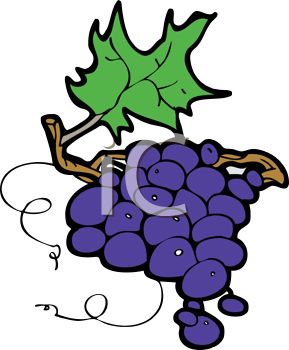 289x350 Picture Of Prple Grapes On A Twig In Vector Clip Art Illustration