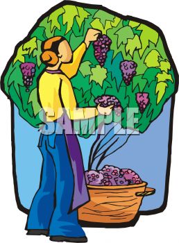 258x350 Woman Picking Grapes