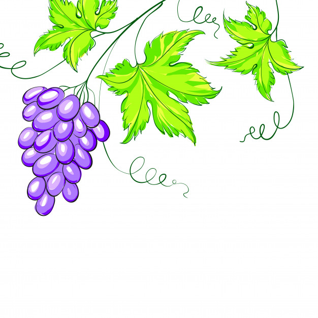626x626 Grape Leaf Vectors, Photos And Psd Files Free Download
