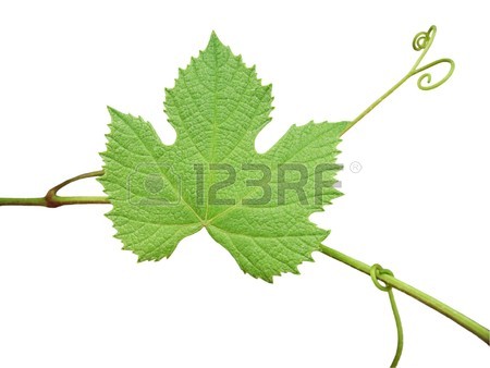 450x338 Grape Leaf Stock Photos Amp Pictures. Royalty Free Grape Leaf Images