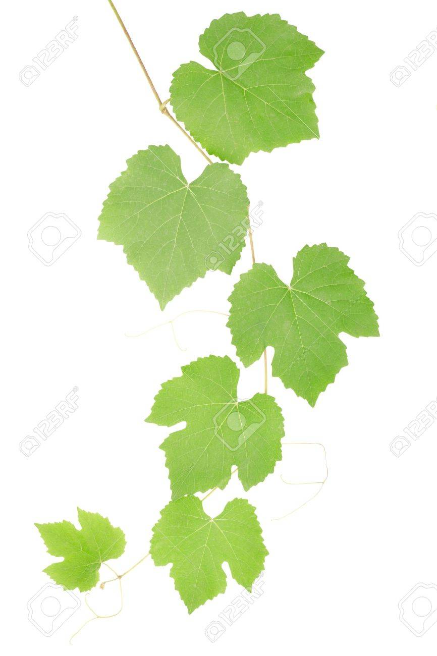 866x1300 Grape Leaves Isolated On White, Clipping Path Included Stock Photo