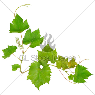 325x325 Grape Leaves Isolated On White Background Gl Stock Images