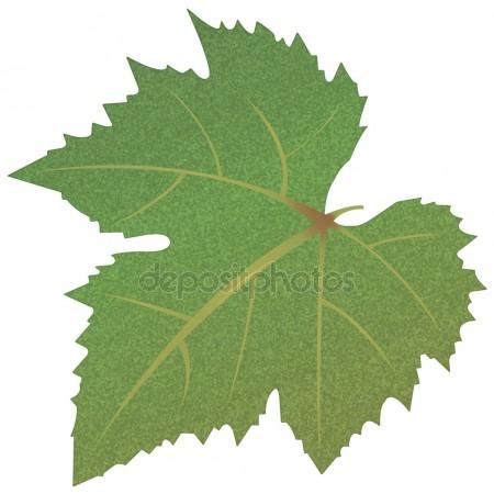 450x450 Grape Leaves Stock Vectors, Royalty Free Grape Leaves