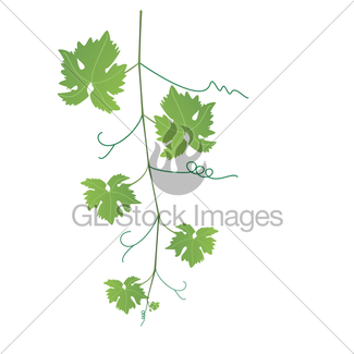 325x325 Grapes And Vine Leaves, Vector Gl Stock Images