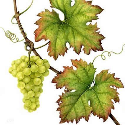 425x426 387 Best Grape Vine Art Images Clothing, Flower