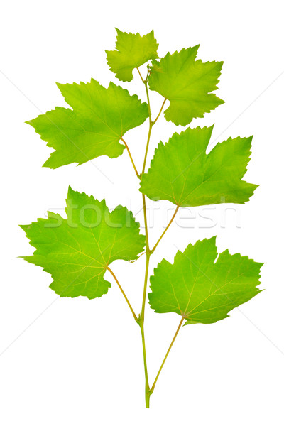 400x600 Grapevine Border Stock Photos, Stock Images And Vectors Stockfresh