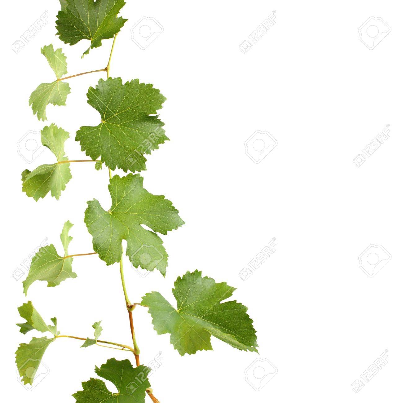 1268x1300 Green Grapevine Leaves As Border Isolated Stock Photo, Picture