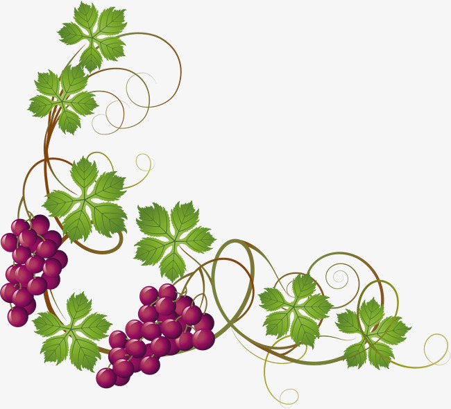 650x590 Hand Painted Purple Grapes, Hand, Cane Vine, Leaf Png And Vector