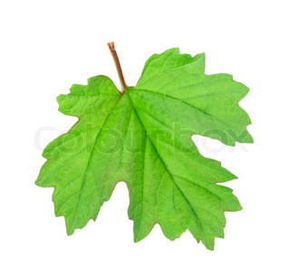 320x306 Assorted Colored Grape Leaves In Front Of White Background