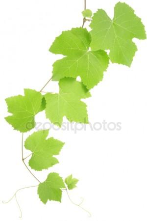 300x450 Vine Stock Photos, Royalty Free Vine Images