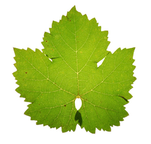 300x286 Wine Blog Blog Archive Wine Grape Leaves