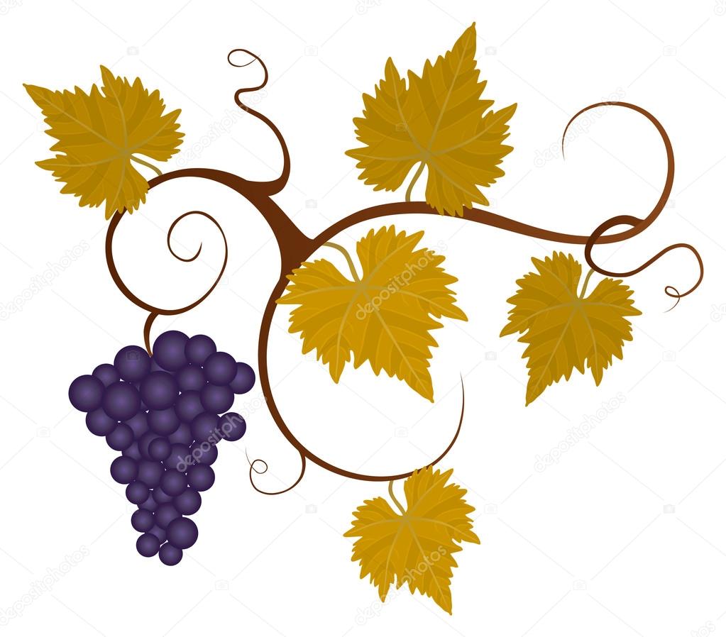 1023x898 Autumn Grape Vine. Stock Vector Babyflower